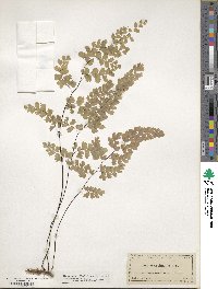 Adiantum capillus-veneris image