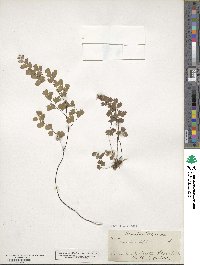 Adiantum capillus-veneris image