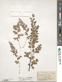 Adiantum capillus-veneris image