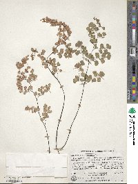 Adiantum capillus-veneris image