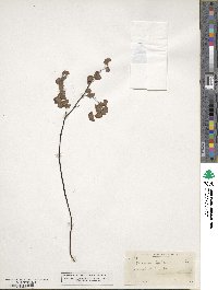 Adiantum capillus-veneris image