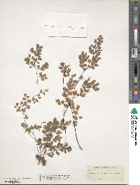 Adiantum capillus-veneris image