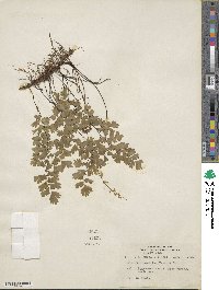 Adiantum capillus-veneris image