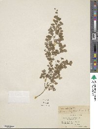 Adiantum capillus-veneris image