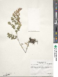 Adiantum capillus-veneris image