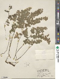 Adiantum capillus-veneris image