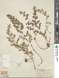 Adiantum capillus-veneris image