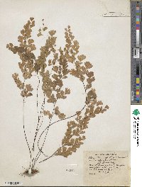 Adiantum capillus-veneris image