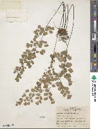 Adiantum capillus-veneris image