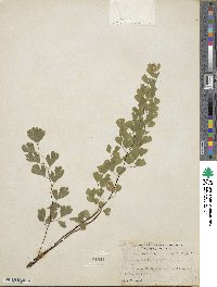 Adiantum capillus-veneris image