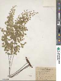 Adiantum capillus-veneris image