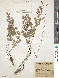 Adiantum capillus-veneris image