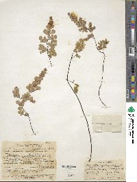 Adiantum capillus-veneris image