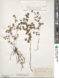 Adiantum chilense image