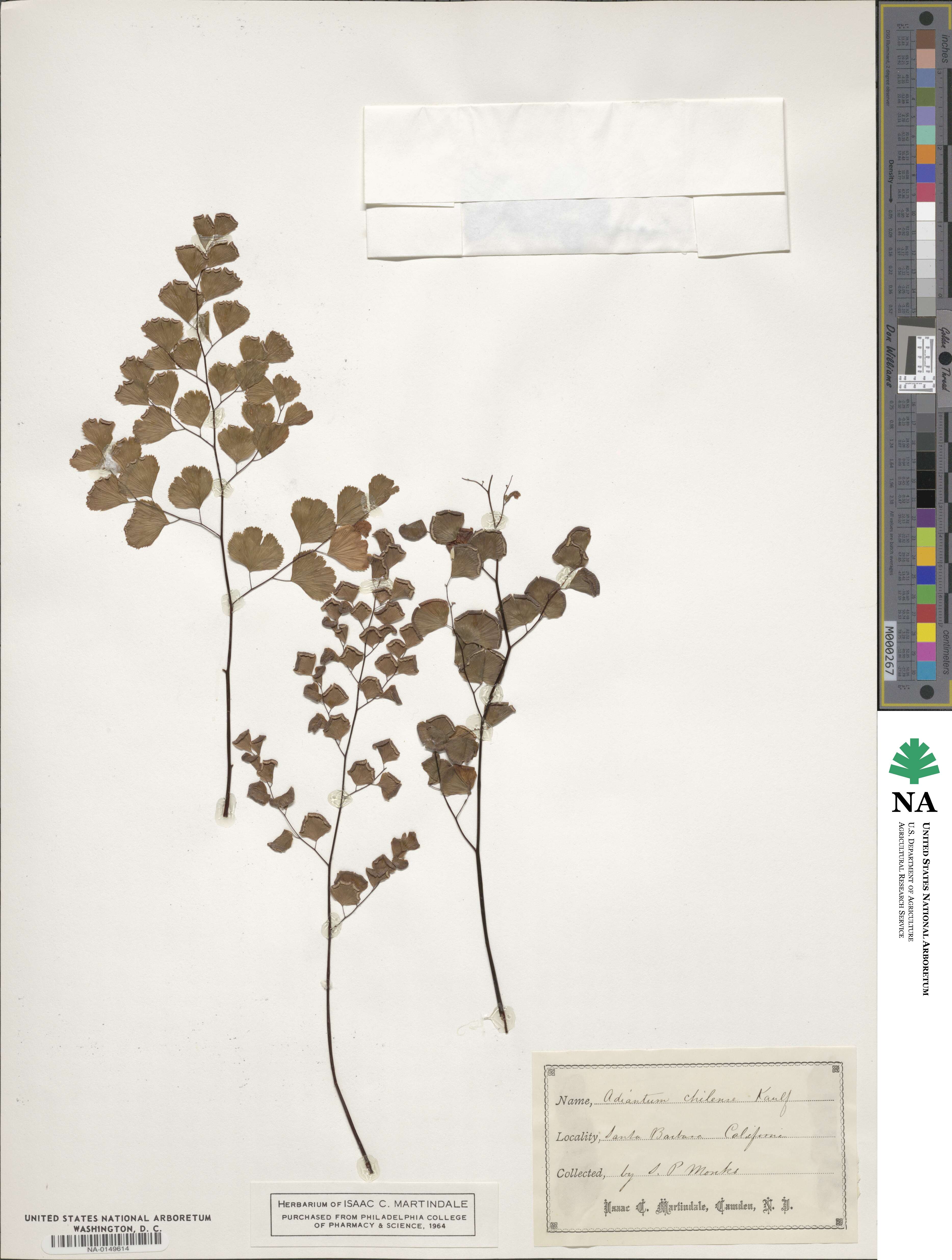 Adiantum chilense image