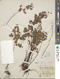 Adiantum jordanii image