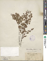 Adiantum jordanii image