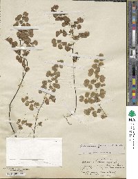 Adiantum jordanii image