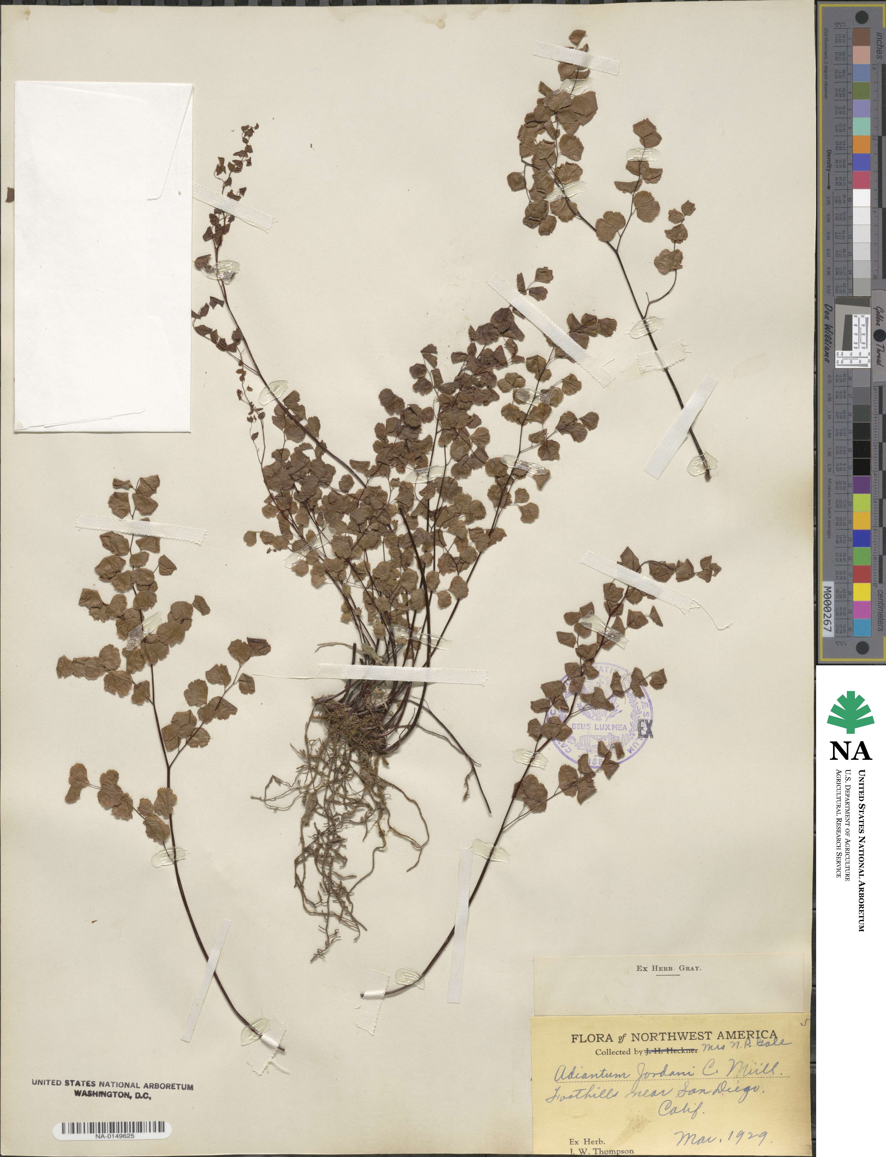 Adiantum jordanii image