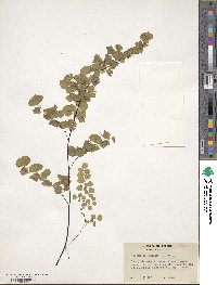 Adiantum jordanii image