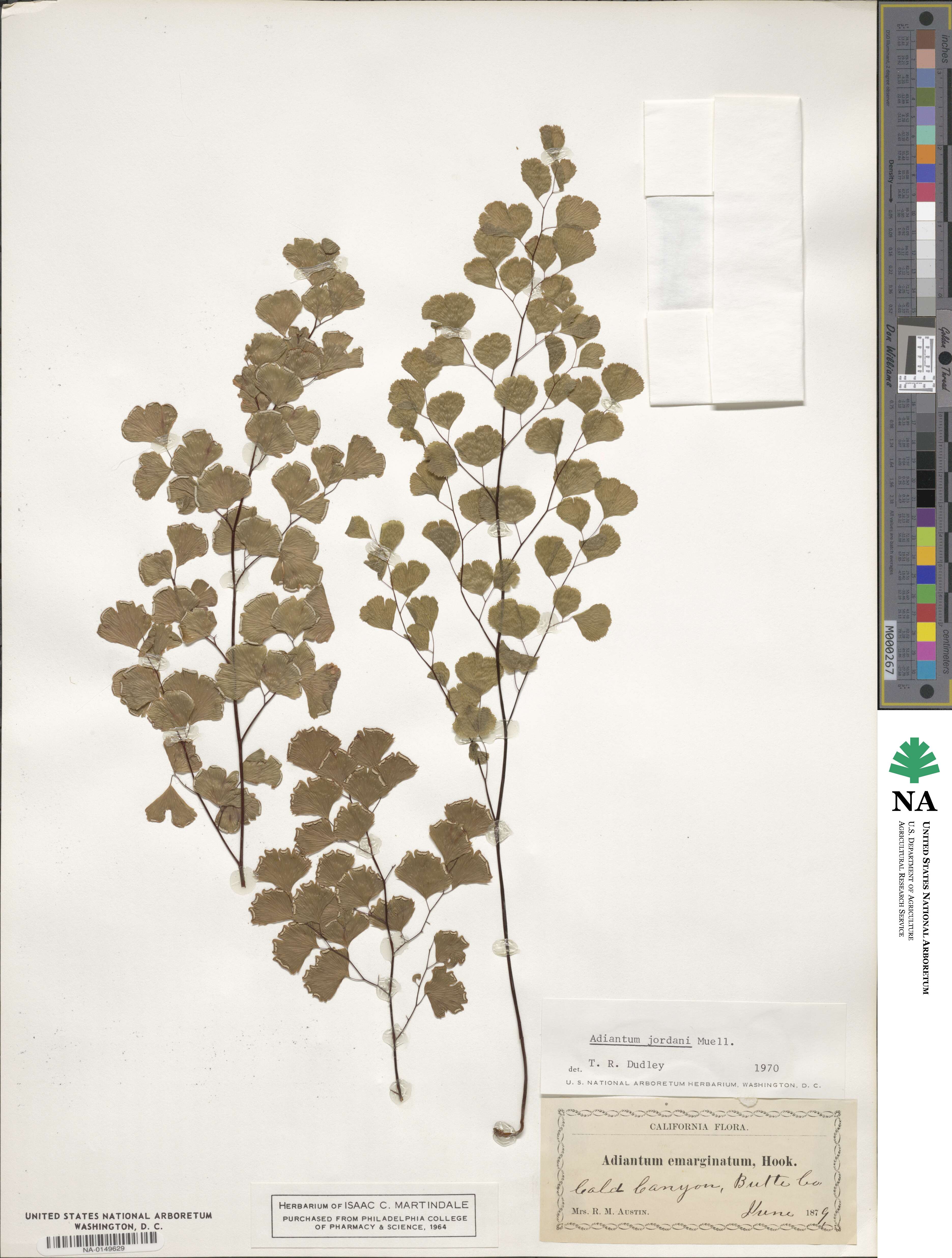 Adiantum jordanii image