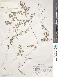 Adiantum jordanii image