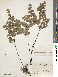 Adiantum jordanii image