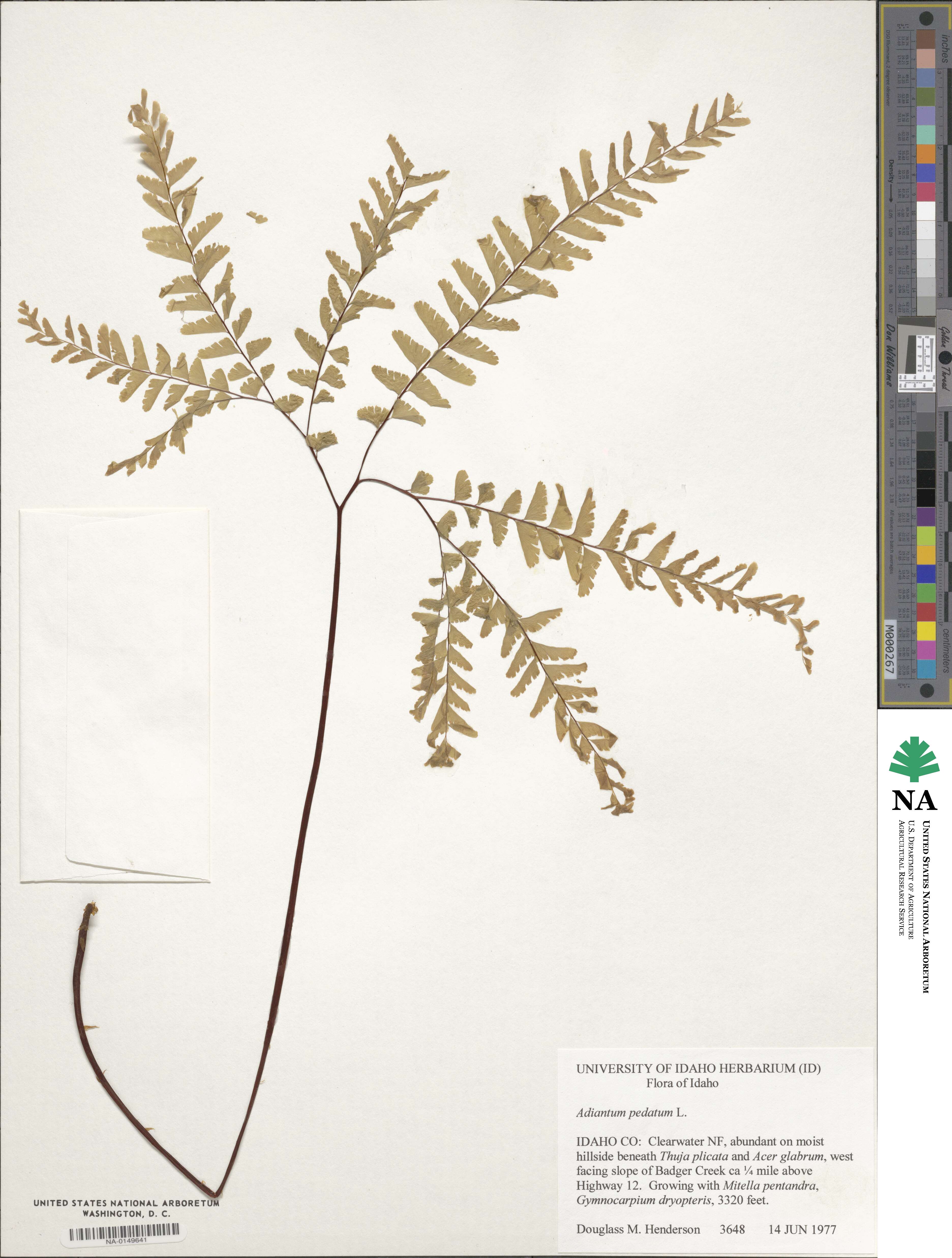 Pteridaceae image