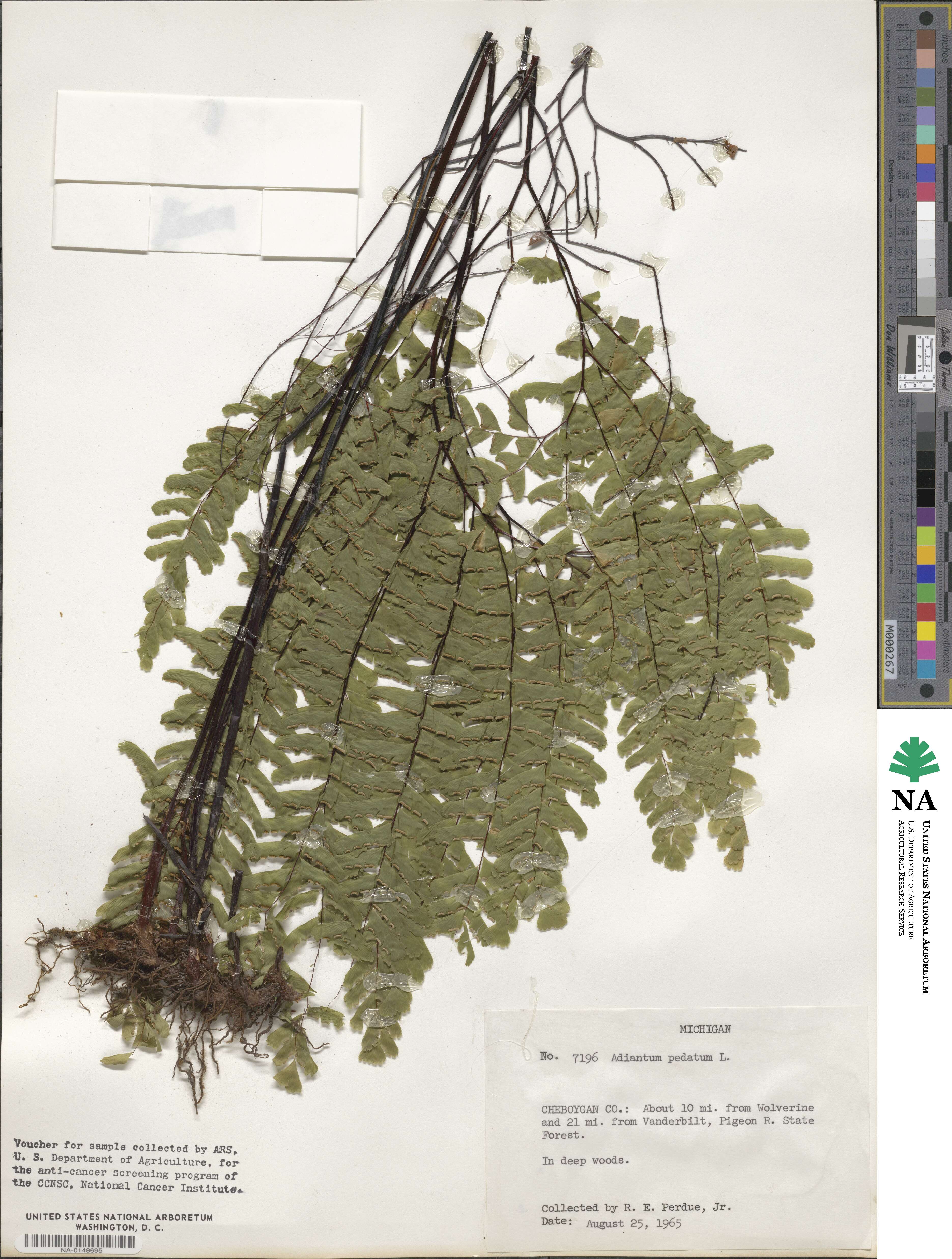 Adiantum pedatum image