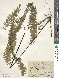 Adiantum aleuticum image