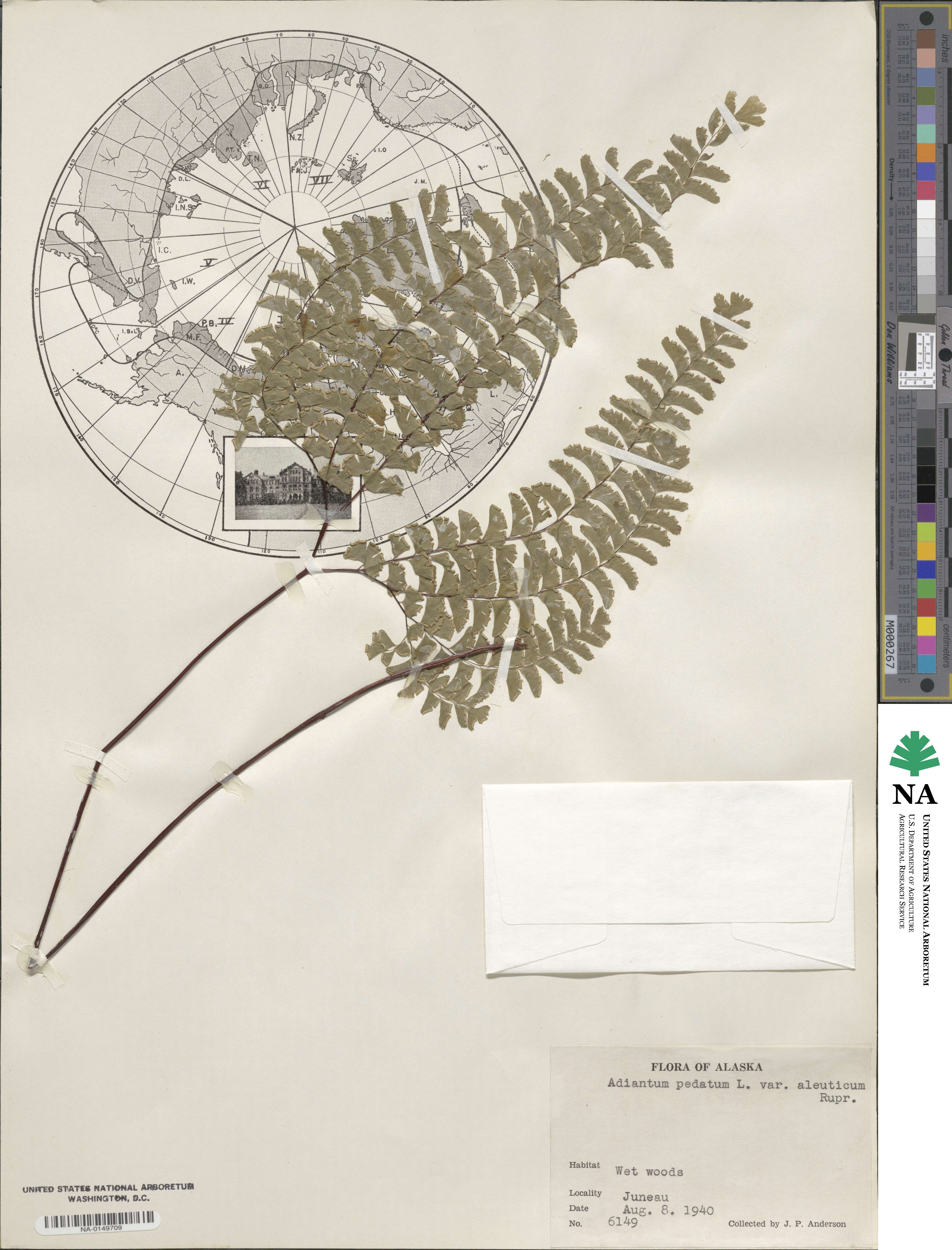 Adiantum aleuticum image