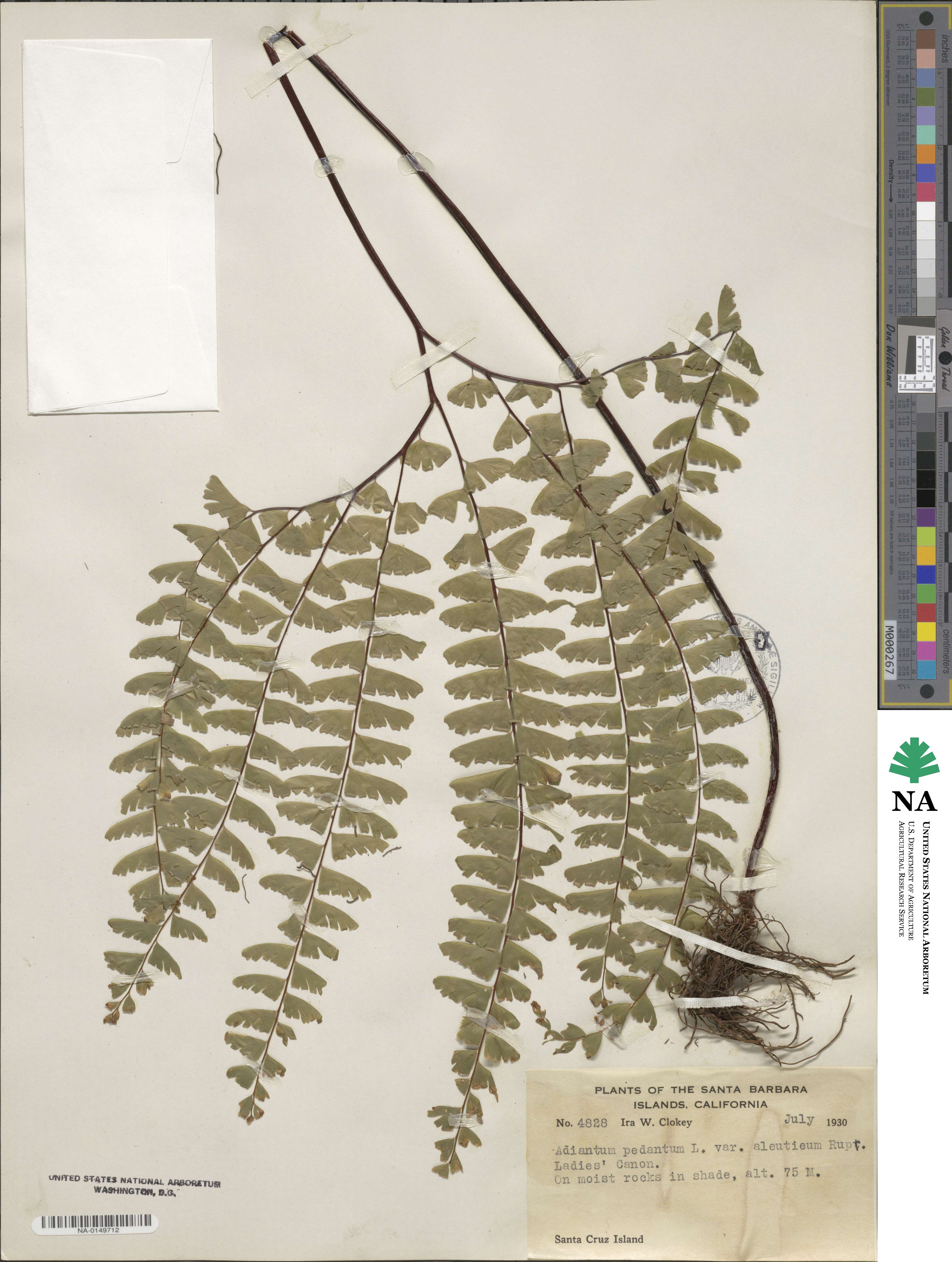 Adiantum aleuticum image