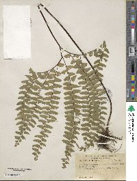 Adiantum aleuticum image