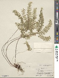 Adiantum aleuticum image