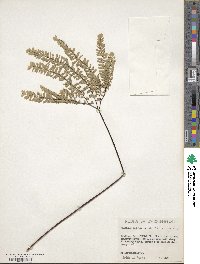 Adiantum aleuticum image