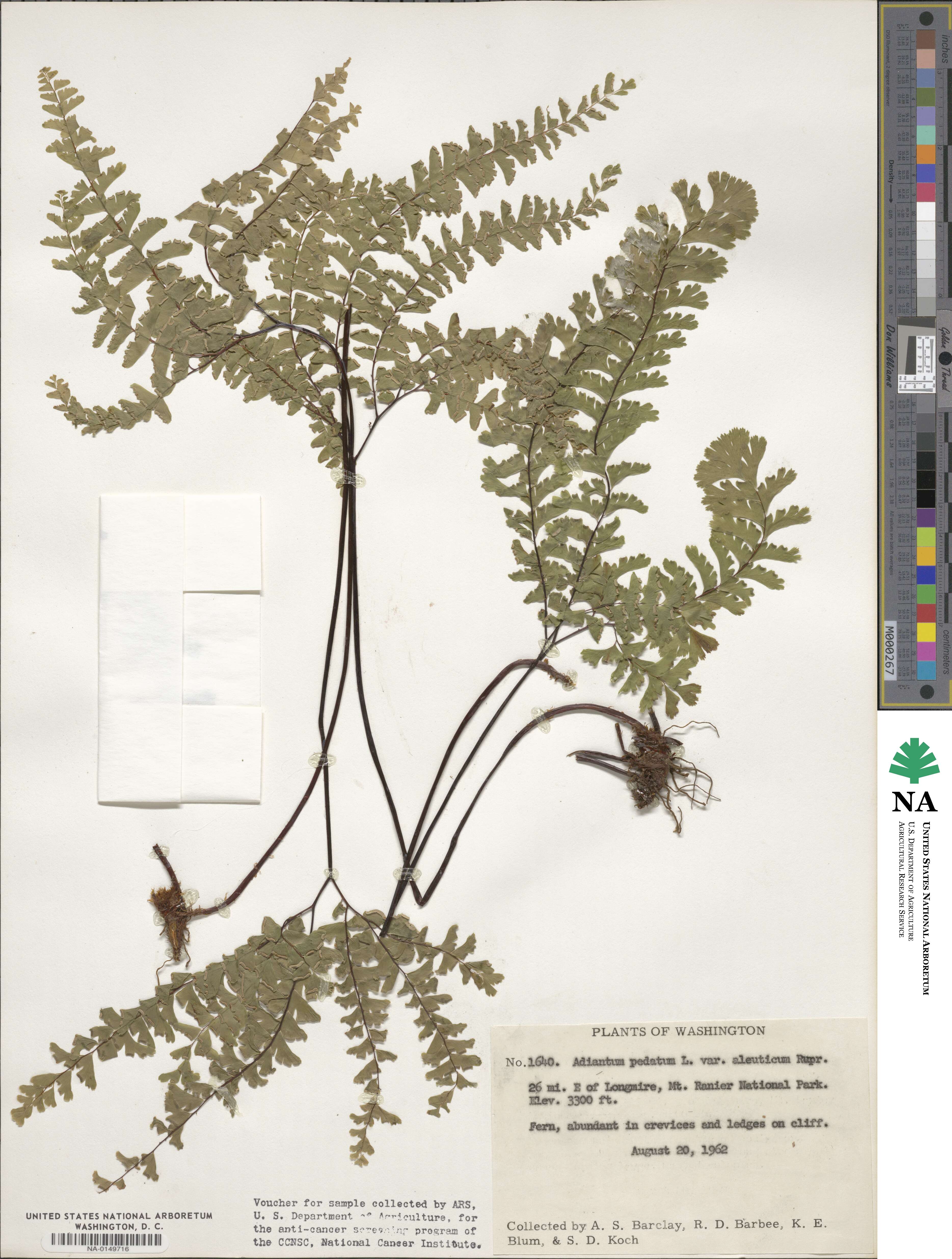 Adiantum aleuticum image