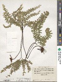 Adiantum aleuticum image