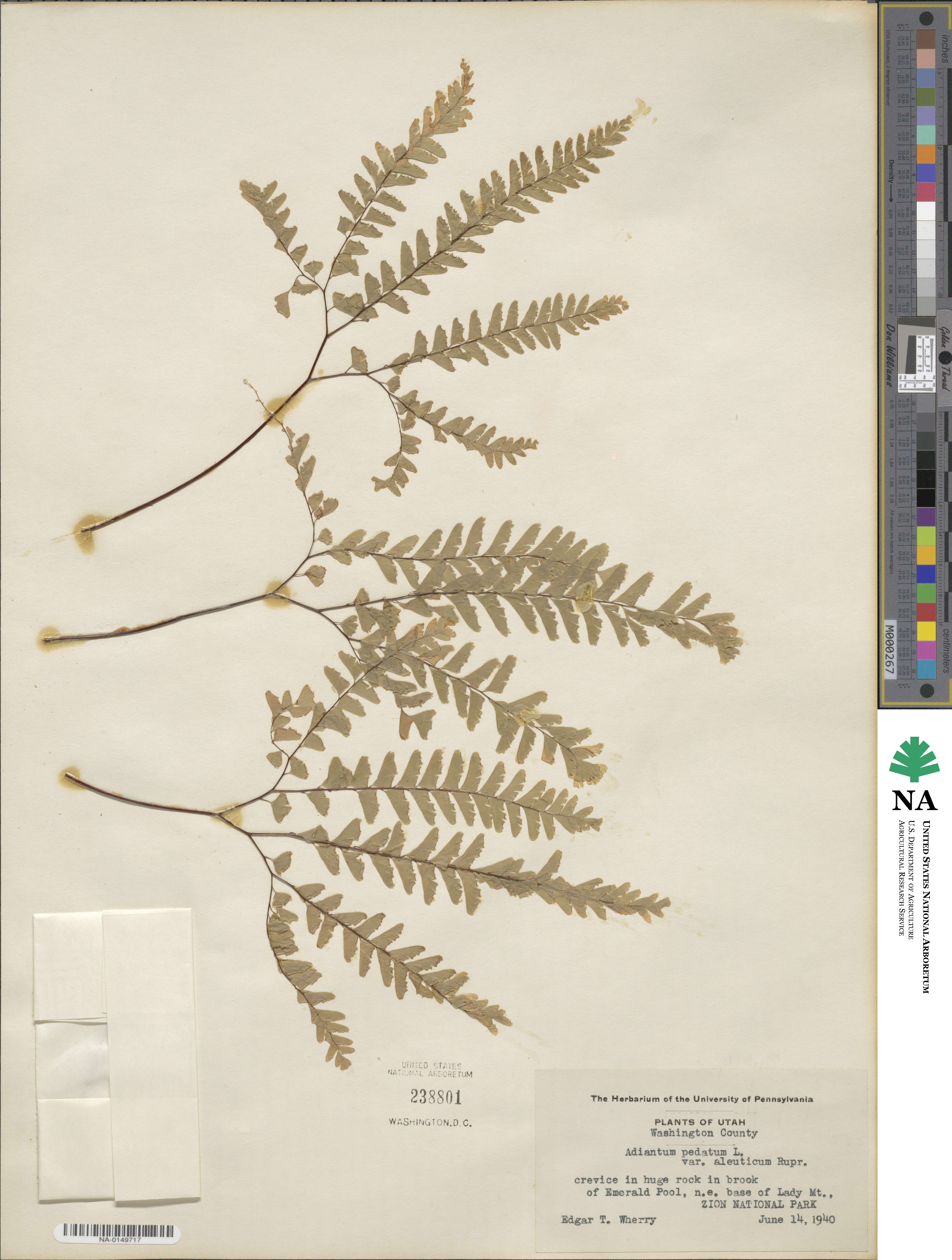 Adiantum aleuticum image