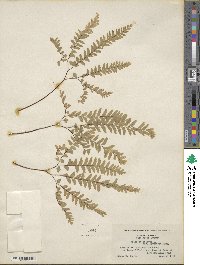 Adiantum aleuticum image