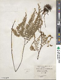 Adiantum aleuticum image