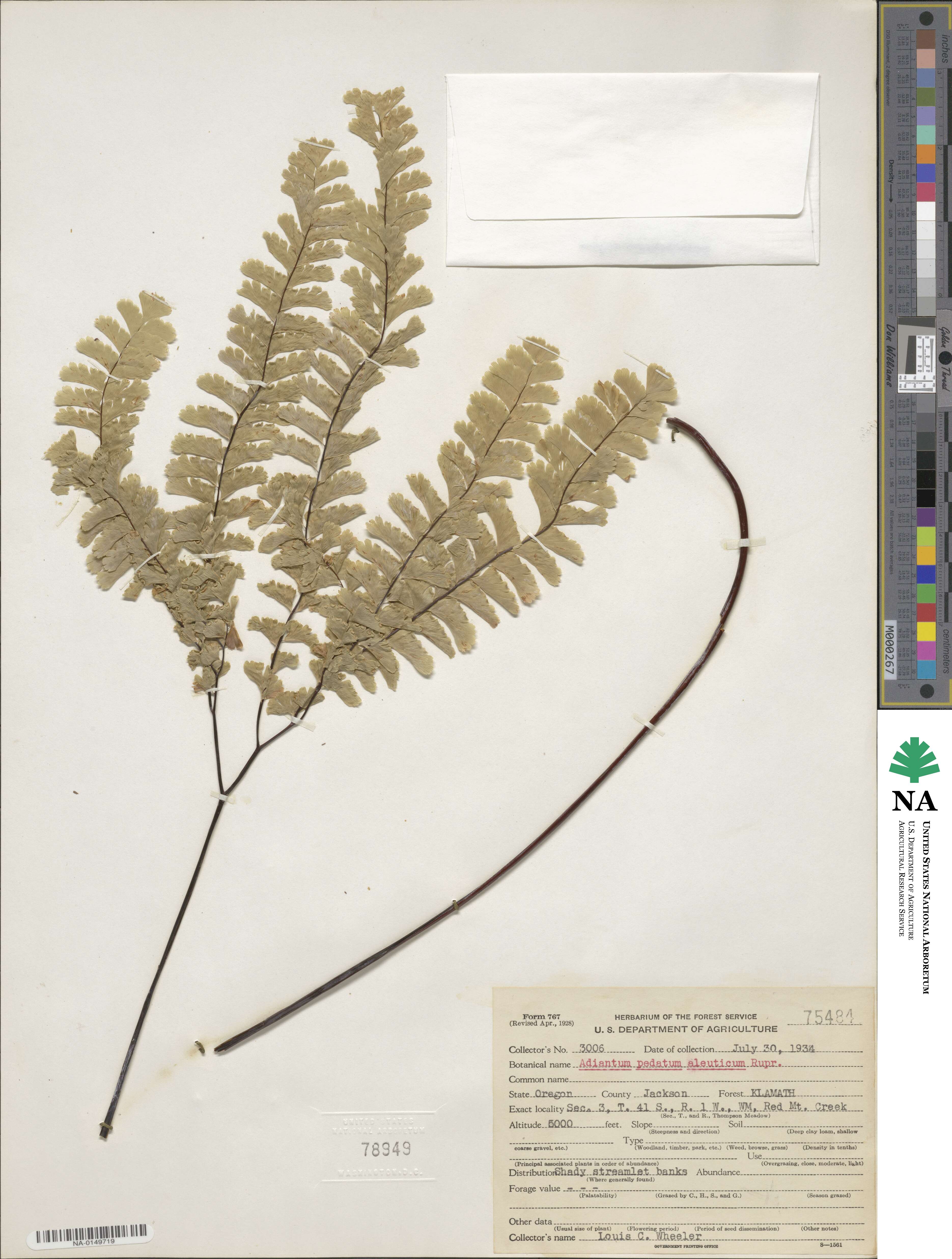 Adiantum aleuticum image