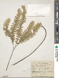 Adiantum aleuticum image