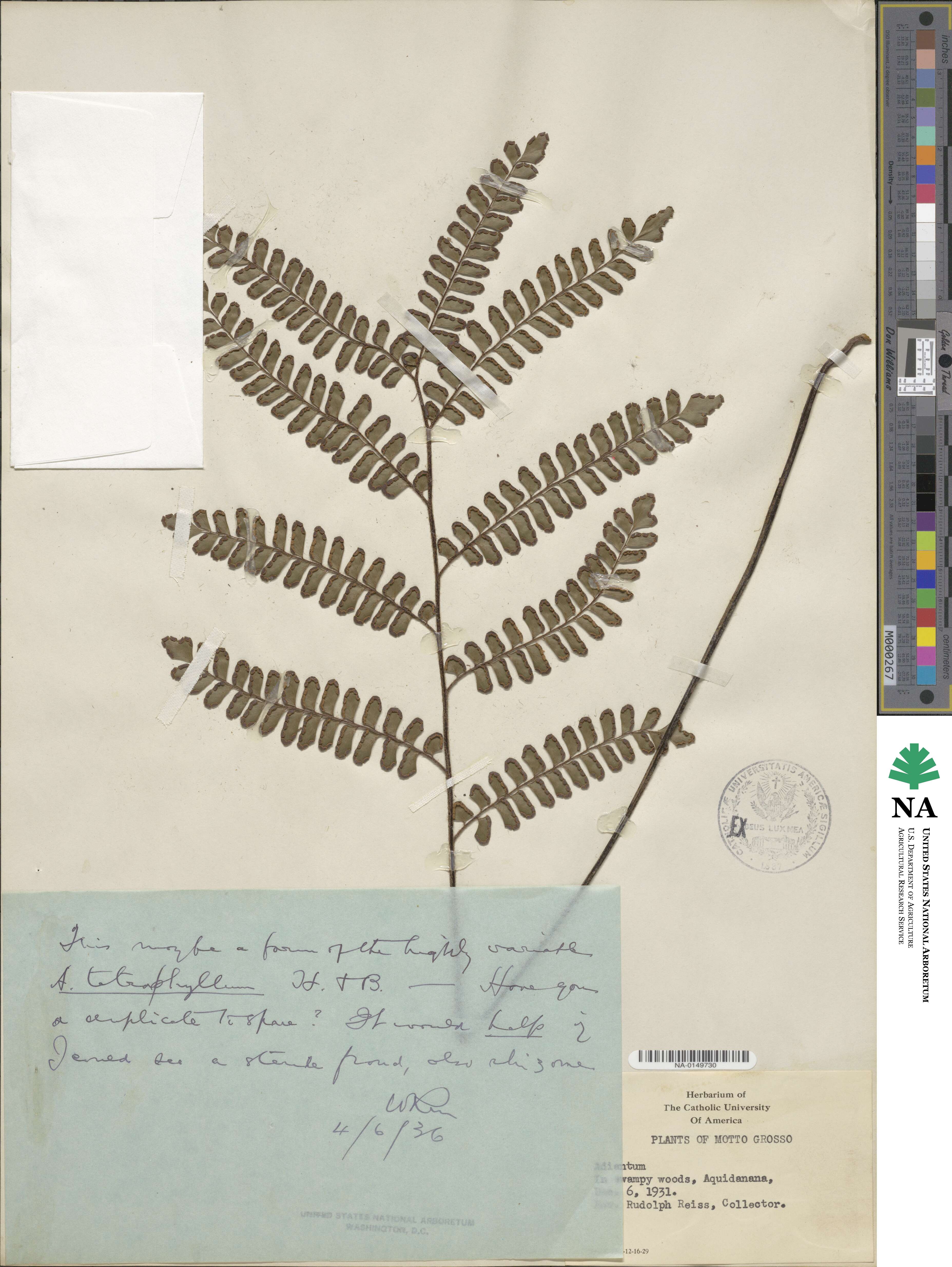 Adiantum image