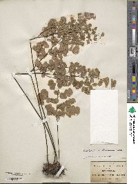 Image of Adiantum braunii