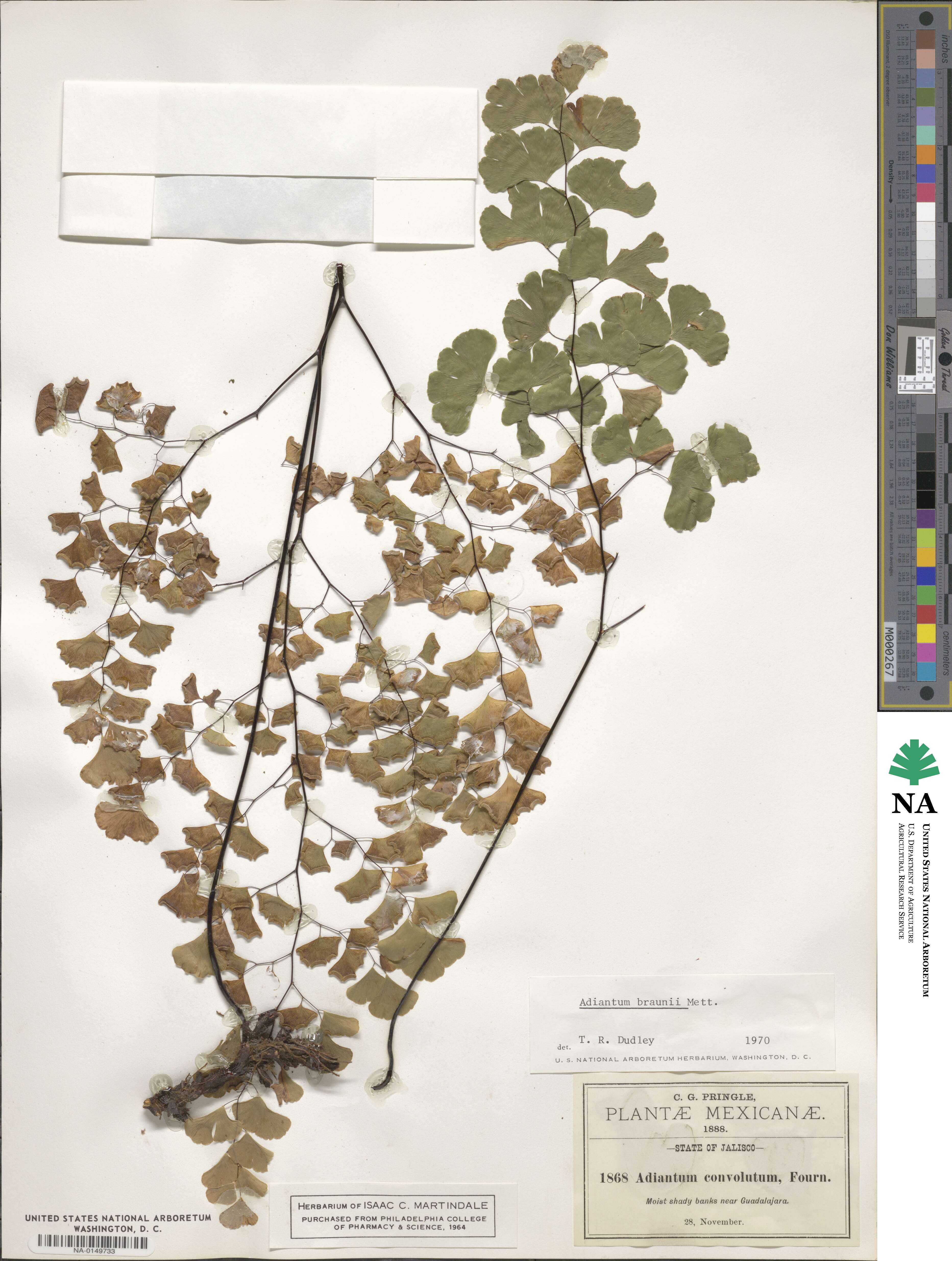 Adiantum braunii image