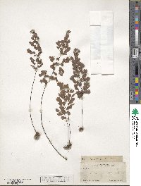 Adiantum capillus-veneris image