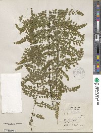 Adiantum concinnum image