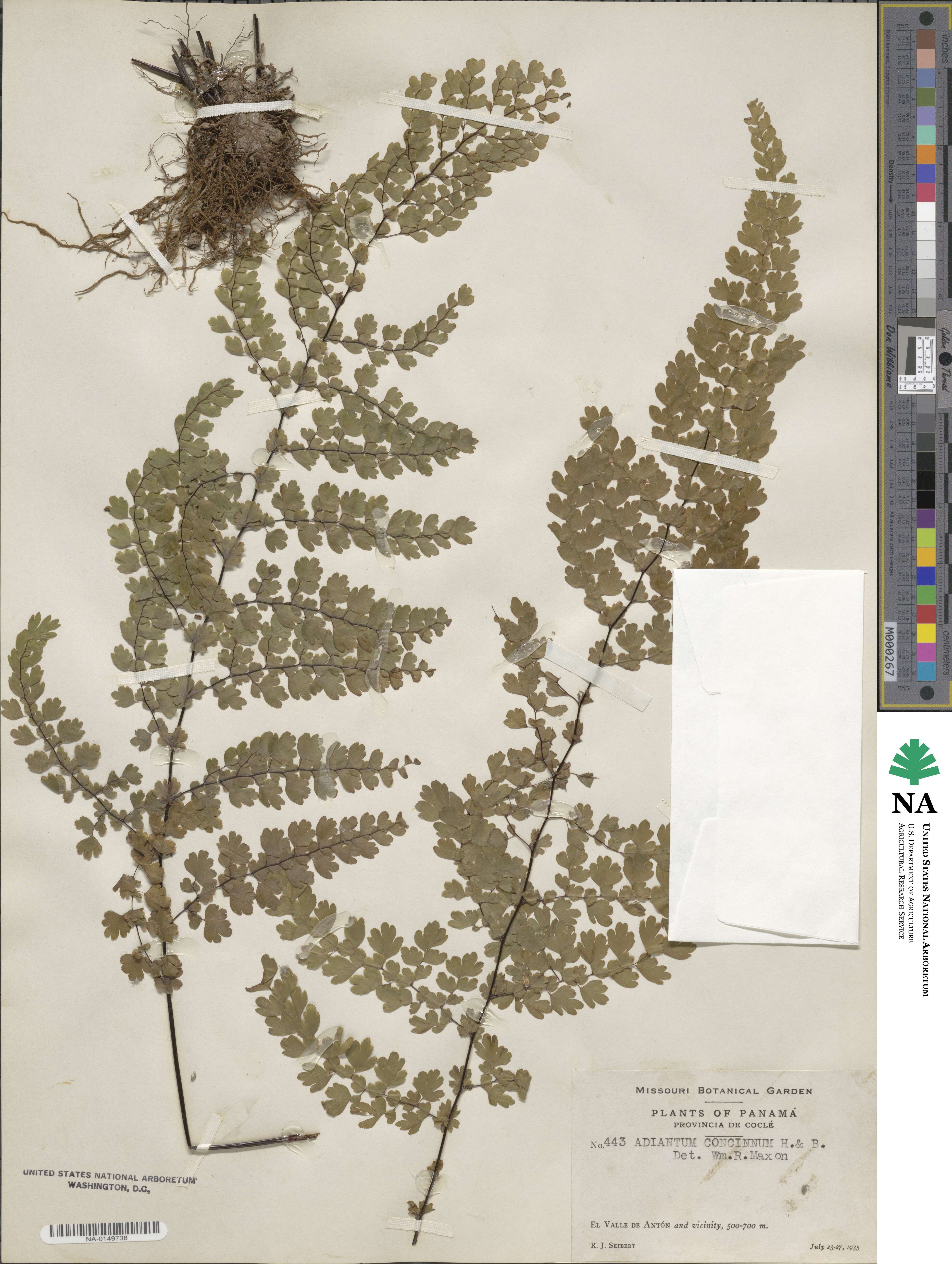 Adiantum concinnum image