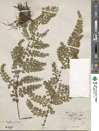 Adiantum concinnum image