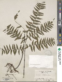 Adiantum latifolium image